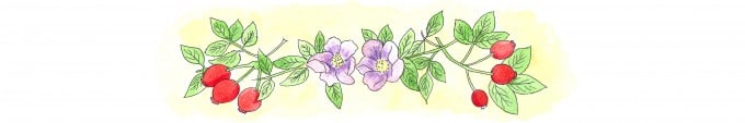 Organic-beach-rose