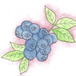 Blueberries drawing
