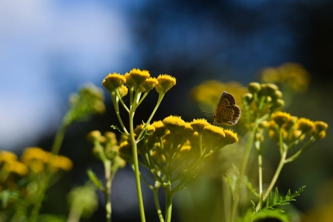 Ferie i Niedersachsen naturotel